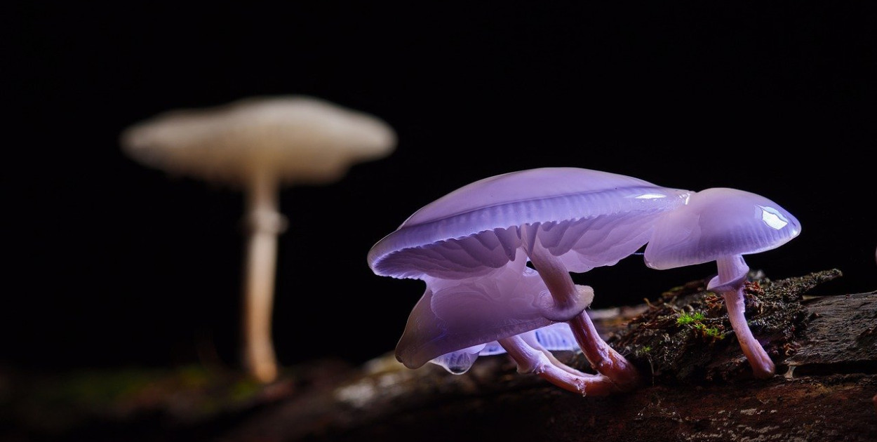 Ile jest rodzajów grzybów?