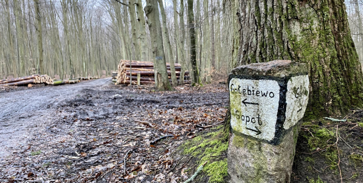 Sopocki las, jakiego nie znacie! Powstała wyjątkowa mapa Lasów Państwowych