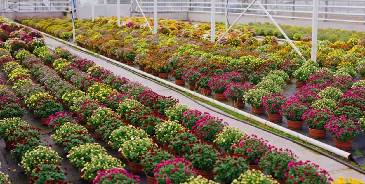 Czy to najpiękniejsze chryzantemy w Sopocie? Odkryj jesienne inspiracje