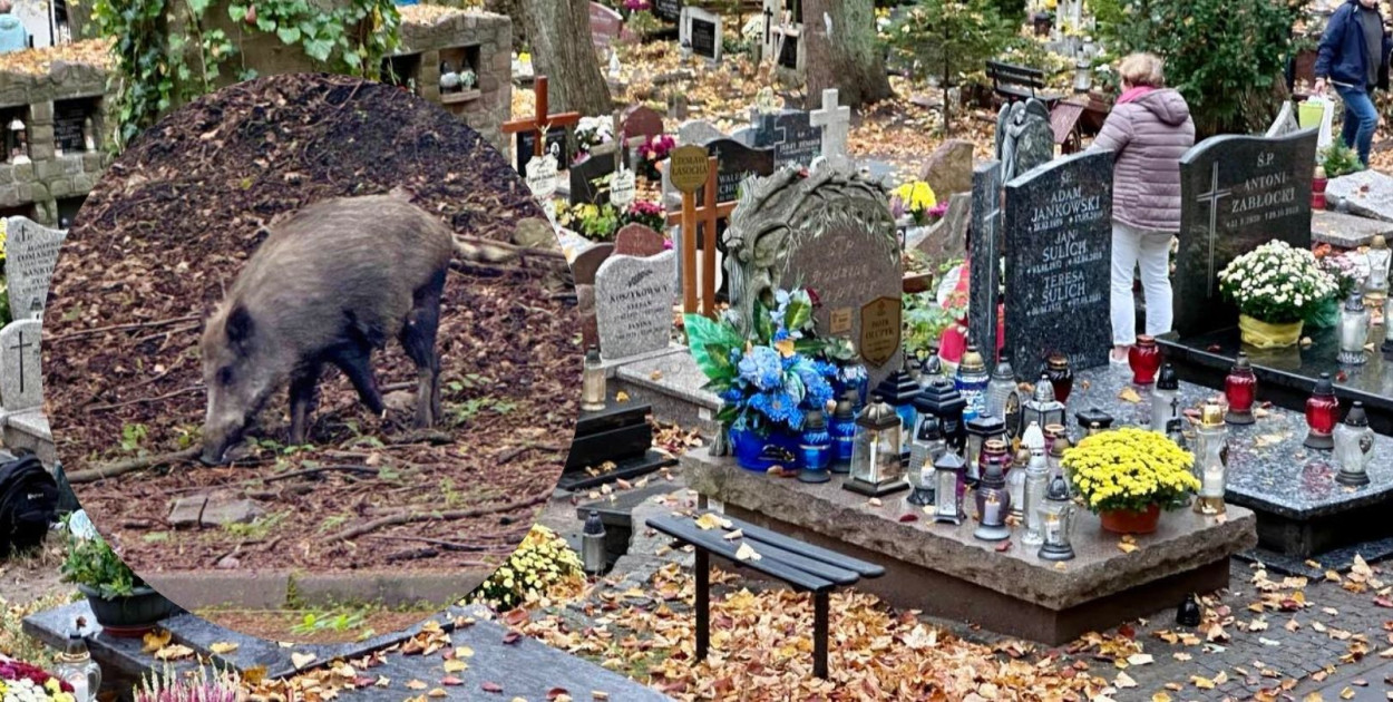 Jak chronić groby w Sopocie przed zwierzętami? Nie popełniaj tych błędów