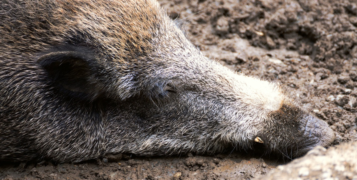 Dziesiątki dzików w Sopocie padły na ASF! Kolejne mogą umrzeć już niebawem