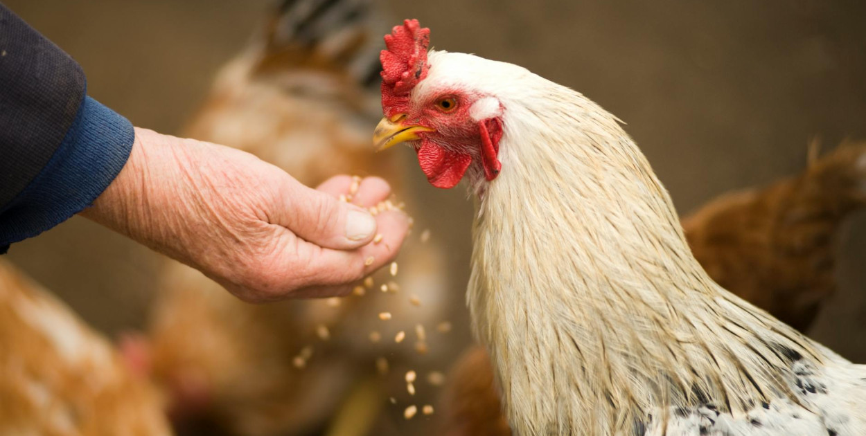 Dobrze dobrana pasza dla kur to podstawa udanej hodowli