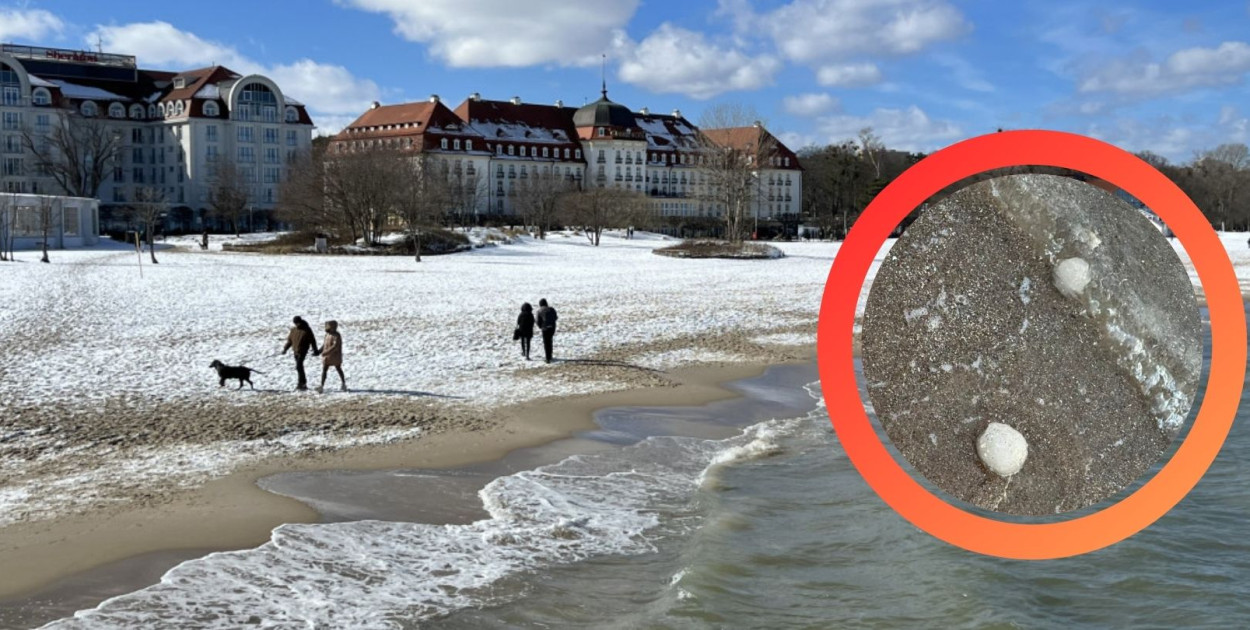 Morszkulce na plaży w Sopocie! Niezwykłe zjawisko przyciąga uwagę [FOTO]