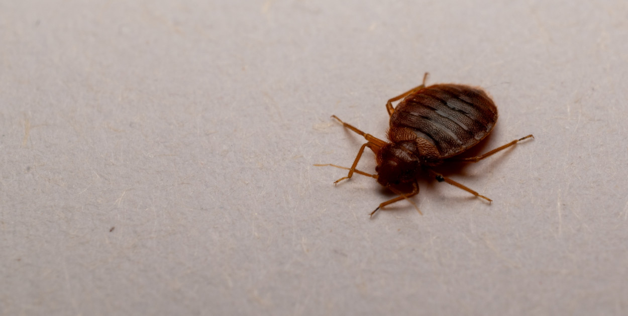 Pluskwy w Sopocie – „Myślałam, że to mnie nie dotyczy. Teraz nie mogę spać”