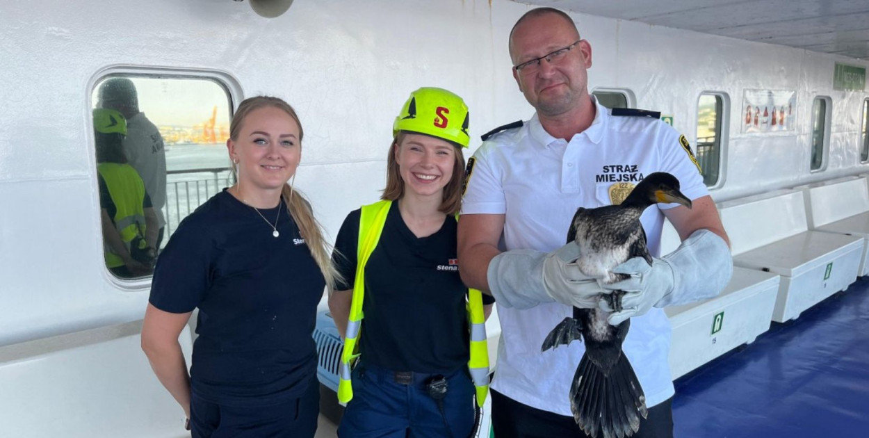 Kormoran został bezpiecznie odłowiony i odstawiony do Ostoi. Na zdj. m.in. załoga promu Stena Line Spirit, Leonard Wawrzyniak, rzecznik Straży Miejskiej w Gdyni oraz bohater artykułu, kormoran. Fot. Straż Miejska w Gdyni