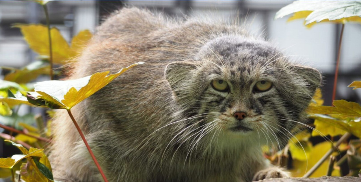 Fot. Gdański Ogród Zoologiczny