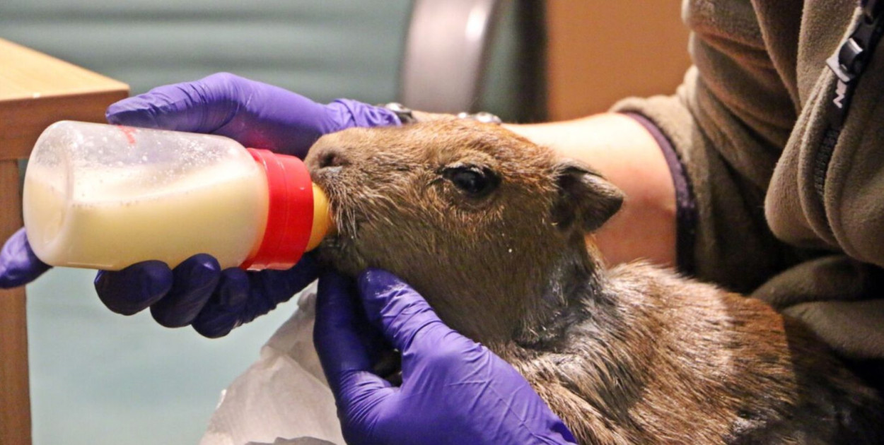 Fot. Gdański Ogród Zoologiczny