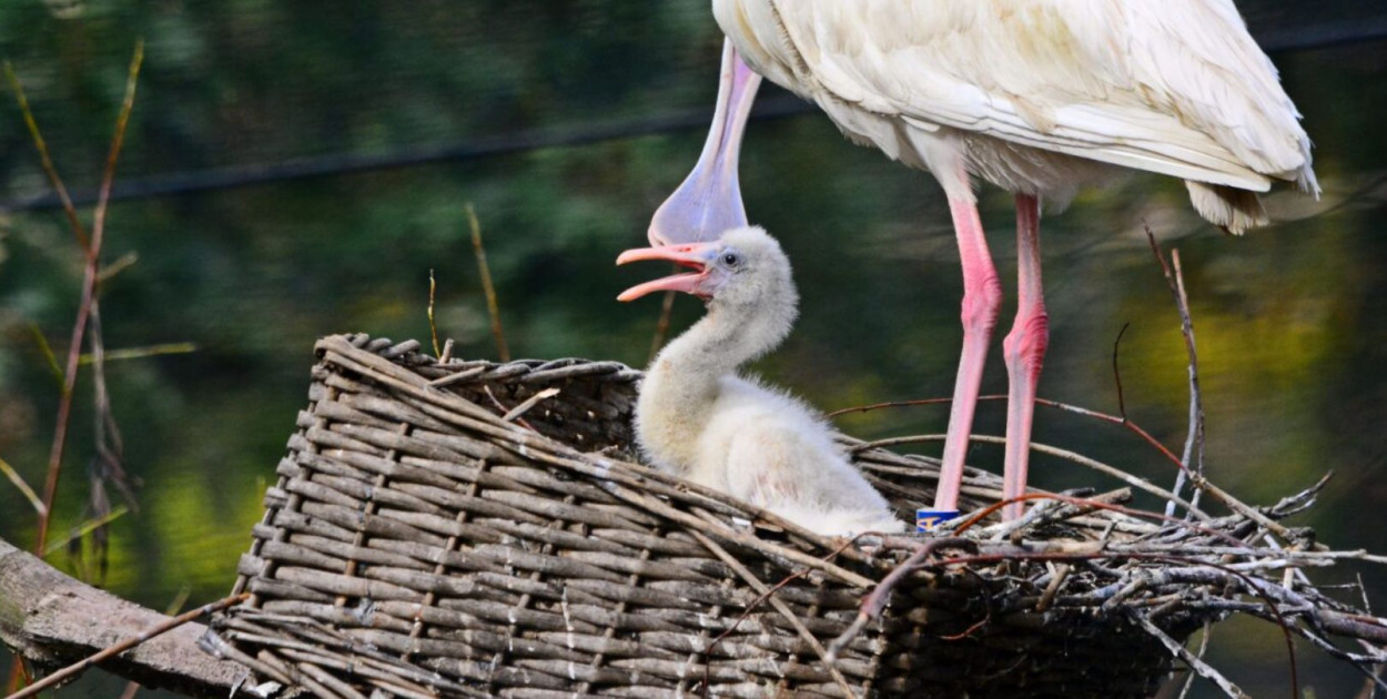 Fot. Paweł Ciesielski / Gdański Ogród Zoologiczny