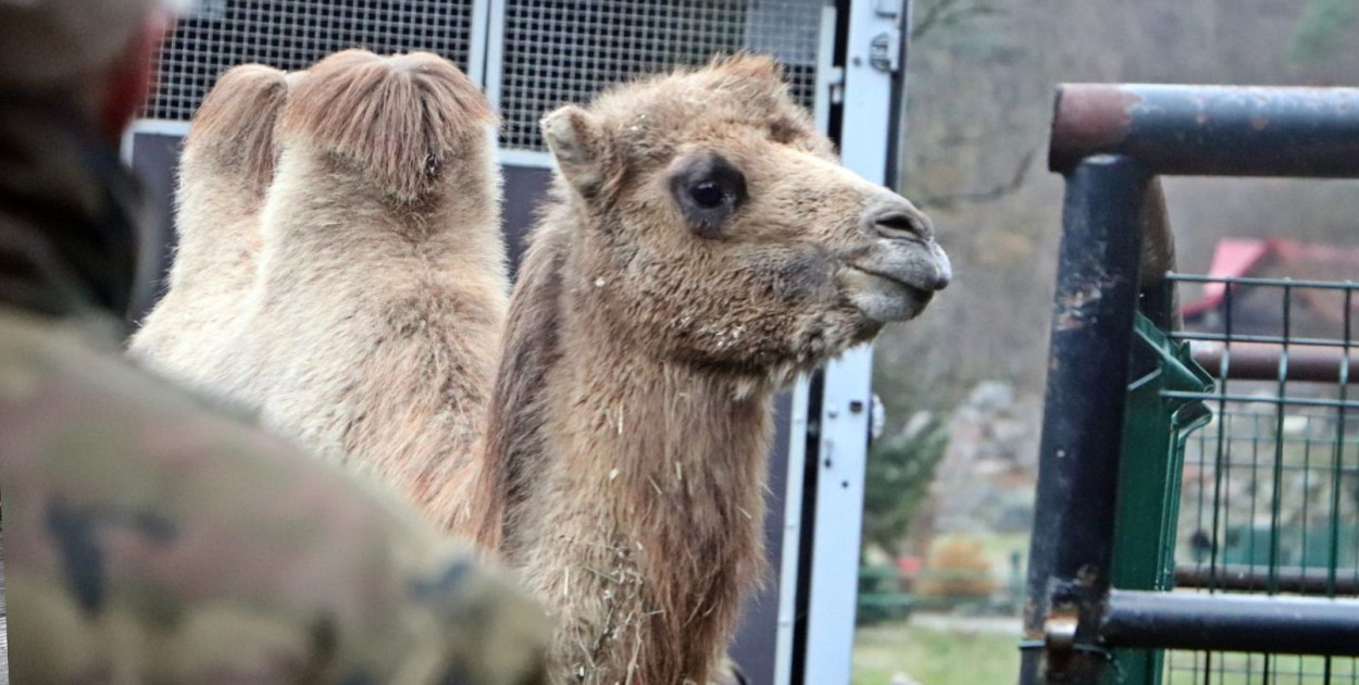 Fot. Magdalena Paprocka - Gdański Ogród Zoologiczny