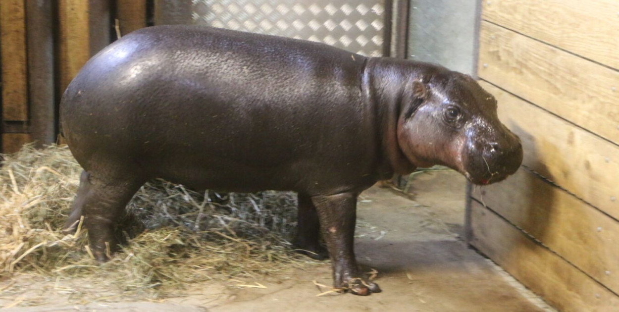 Fot. Gdański Ogród Zoologiczny