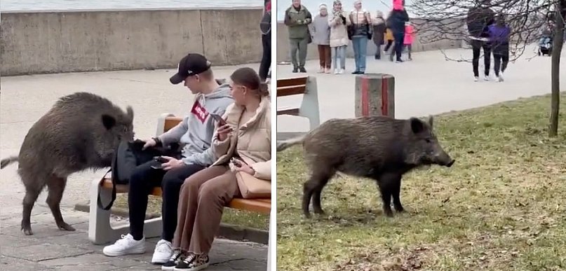 To nagranie z Gdyni podbija Internet! „Owczarek leśny, zwany dzikiem nadmorskim”