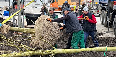 Drzewa zamiast betonu! Pierwsze okazy zdobią już plac Przyjaciół Sopotu [FOTO]-16618