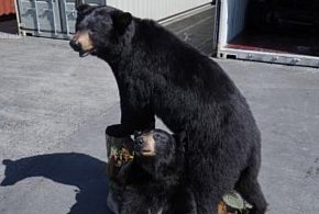 Spreparowane niedźwiedzie na Bazie Kontenerowej w Gdyni! Służby udaremniły przemyt-17460