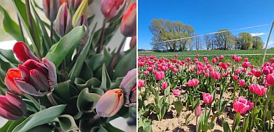 O rany, Tulipany! Wyjątkowe miejsce do zrywania tulipanów już otwarte-23688