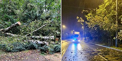 Powalone drzewa i uszkodzone samochody w Sopocie! Strażacy walczyli ze skutkami...-27310