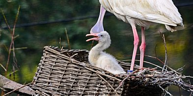 Sukcesy w gdańskim zoo! Odkryj nowe pokolenie egzotyczn-29033