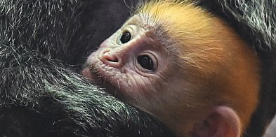 Lutung jawajski przyszedł na świat w gdańskim zoo-29572