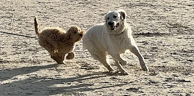 Z psem na plażę w Sopocie? Nowe zasady już tego lata-32955