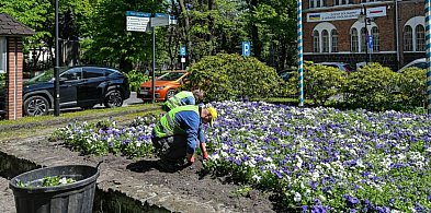 Tysiące kwiatów na ulicach Sopotu! Nowe nasadzenia okażą się hitem sezonu?-33092