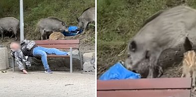 Spał jak suseł, a dziki buszowały wokół! Nagranie z Gdyni staje się hitem-33455