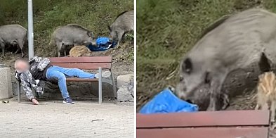 Spał jak suseł, a dziki buszowały wokół [WIDEO]-33455