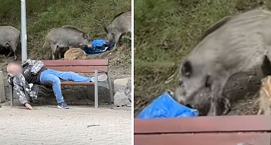 Spał jak suseł, a dziki buszowały wokół! Nagranie z Gdyni staje się hitem-33455