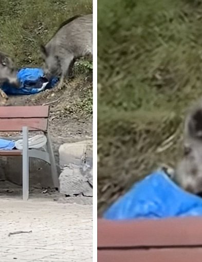 Spał jak suseł, a dziki buszowały wokół! Nagranie z Gdyni staje się hitem-33455