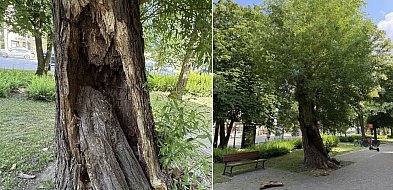 Spróchniała wierzba niepokoi mieszkańców Sopotu! "Boimy się o siebie"-33525
