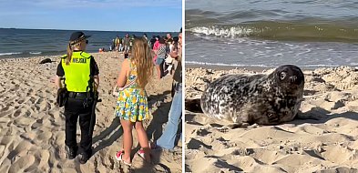 Foka na plaży w Brzeźnie zaskoczyła turystów! Interweniował Błękitny Patrol-33762
