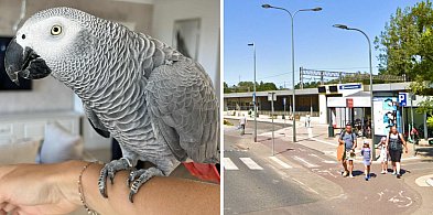 W Sopocie zaginęła niezwykła papuga! Nie tylko mówi, ale też...-33753