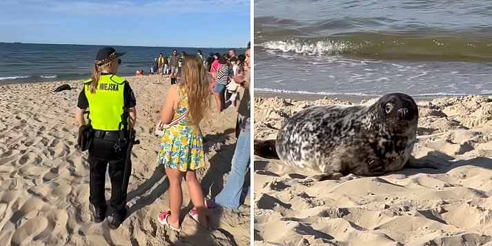 Foka na plaży w Brzeźnie zaskoczyła turystów! Interweniował Błękitny Patrol WWF [WIDEO]