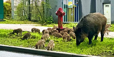 Tak Gdynia zamierza rozwiązać problem dzików-34140