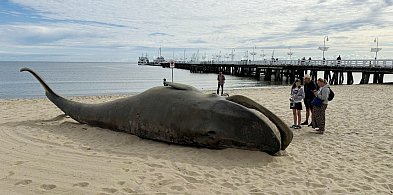 Olbrzymi wieloryb w Sopocie! Spacerowicze przecierali oczy ze zdumienia [FOTO]-35084