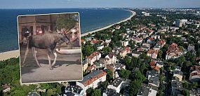 Jak się zachować gdy spotkasz łosia w centrum Sopotu?