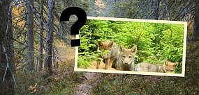 Czy spacer po trójmiejskich lasach jest bezpieczny?