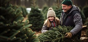 W Sopocie sam sobie zetniesz choinkę