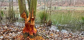 Przy Morskim Oku w Sopocie pojawiły się bobry