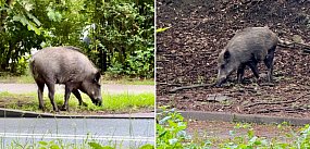 Nowa aplikacja „ZWIERZ” może pomóc także w Sopocie