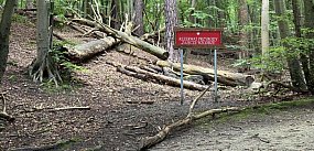 Niebezpieczne sosny przy Zajęczym Wzgórzu