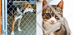 To był rok Sopotkowa. Tyle zwierząt znalazło nowe domy