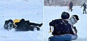 Smutne kulisy "zimowej zabawy" w Sopocie. Pies się...