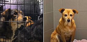 Sześć psów z Radomia trafiło pod opiekę Sopotkowa