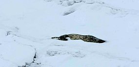 Foka na krze w Sopocie nie żyje. Trudne warunki...