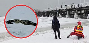 Foka na krze w Sopocie nie żyje. Trudne warunki...