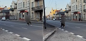 Niebezpieczne zachowanie pieszych w Sopocie [WIDEO]