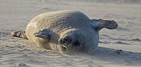 Biolożka z Helu: Focze szczenięta tyją 2,5 kg dziennie