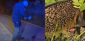 Policjanci uratowali jeża w Sopocie