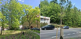 W Sopocie pojawiło się wiele nowych drzew