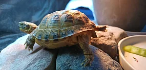 W Sopocie zaginął żółw stepowy [WIDEO]