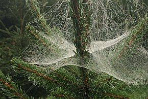 Kupujesz żywą choinkę na święta? Ten szczegół łatwo przeoczyć-37902